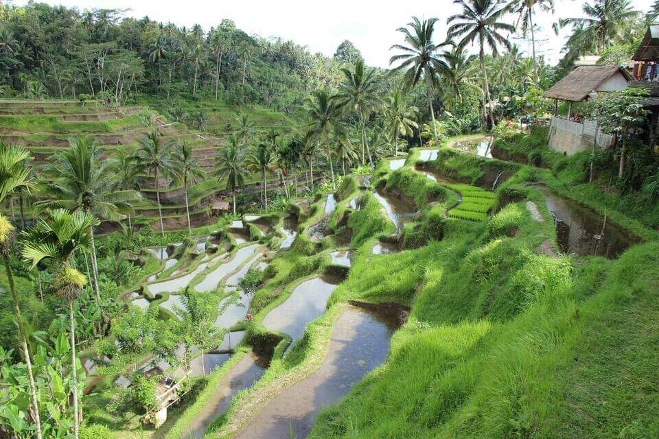 bali tour package all inclusive with reasonable price