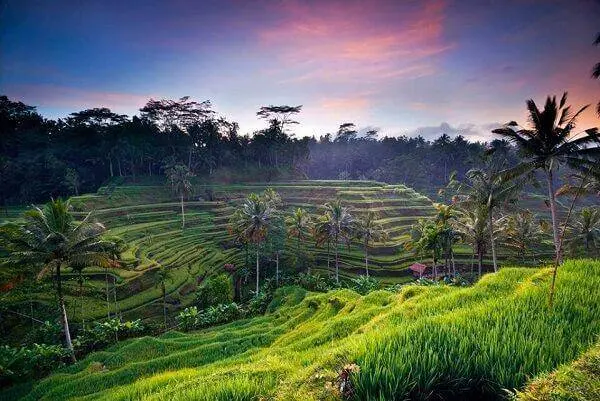 Ubud Tour 2 hire bali driver for ubud day tour